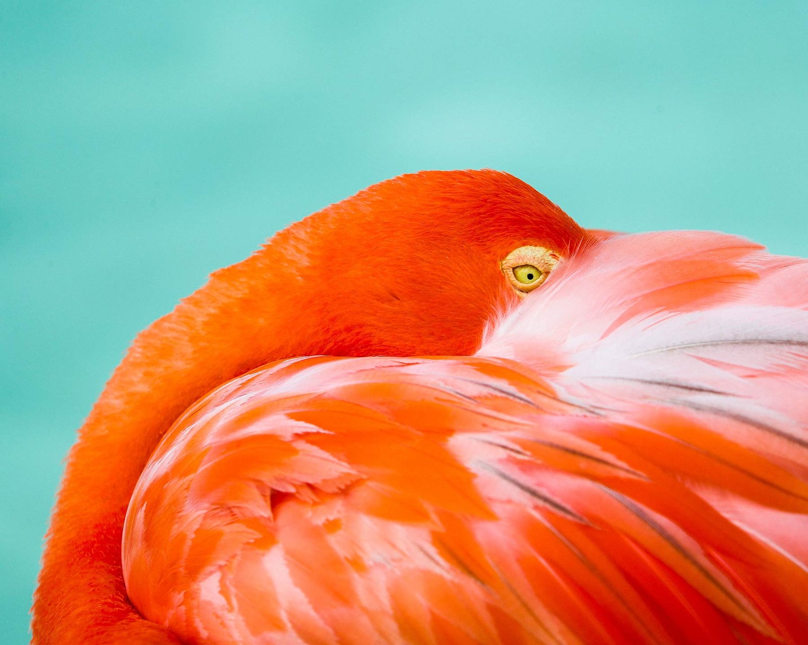 duck